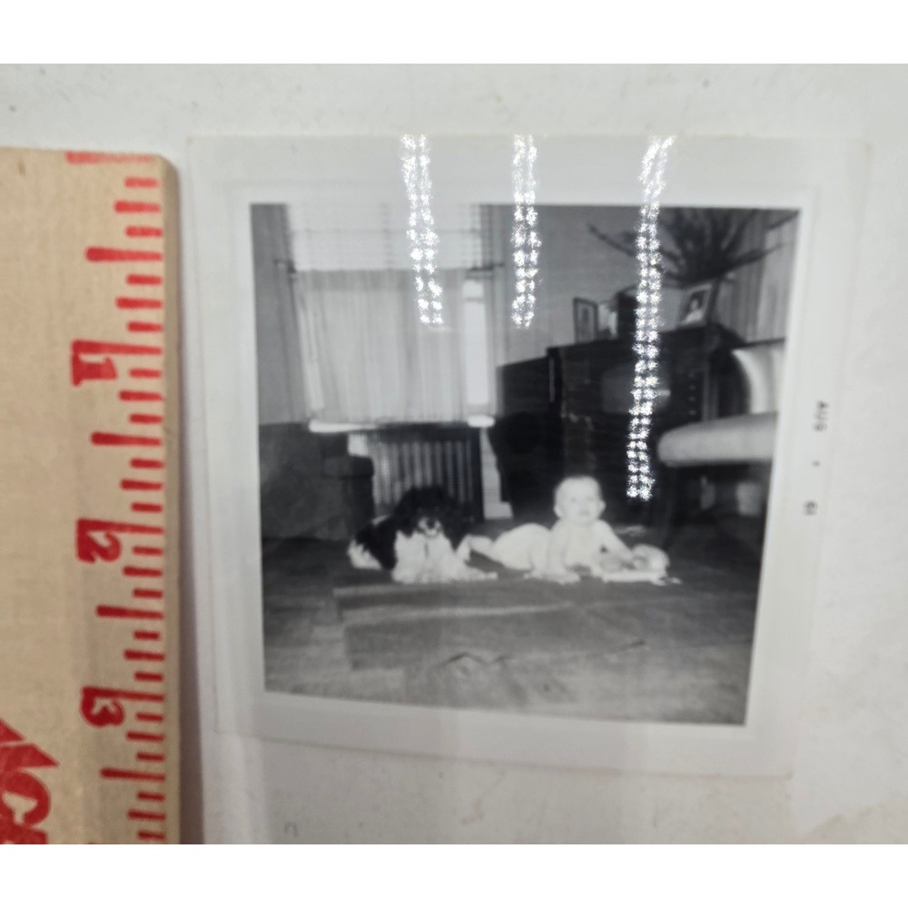 Vintage 1961 B & W Photo Baby Dog Mid Century Modern TV Living Room